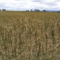 Les orages qui sévissent depuis le 19 juin ont causé par endroits des dégâts « catastrophiques » dans les exploitations agricoles de nombreuses région