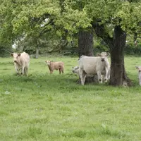 Certaines espèces ligneuses sont tout à fait adaptées d'un point de vue de la valeur alimentaire à des utilisations variées (types d'animaux, mode d'a
