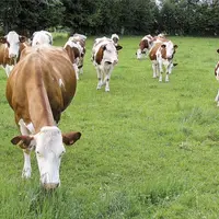 Après une vague importante de conversions en bio, la filière laitière est actuellement un peu plus sur la retenue.