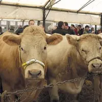 L’après-midi, les visiteurs ont pu admirer la centaine d’animaux présents sous le chapiteau.