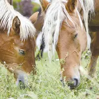 La France a importé en 2017 plus de 11 100 tec de viande chevaline, dont 50 % en provenance de l’Union Européenne.