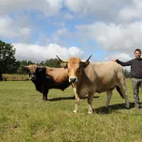 Julien Crozat en compagnie de Duchesse, un taureau Aubrac qu'il présentera bientôt en concours, et Elegante.