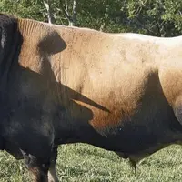 Privés de concours et de salon de l’agriculture à cause de la Covid-19, les éleveurs Aubrac lozériens ont décidé de faire admirer leurs bêtes… sur les