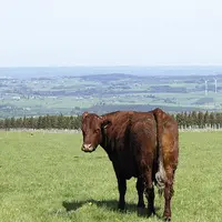 Les prairies occupent deux tiers de la surface agricole du Massif central.