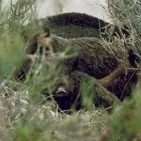 La chasse du sanglier est prolongée jusqu’au 29 février sur quatre pays cynégétiques et sur trois communes.