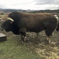 Gaillard a cessé la saillie un mois et demi avant le concours. Une période courte, mais l'état de l'animal était au rendez-vous.