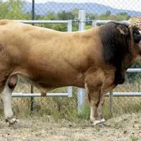 Octave, de l’élevage Philippe Trigosse à Recoules d’Aubrac, a été sélectionné pour entrer à la station de la Borie. Une bonne nouvelle et une grande f