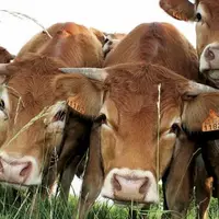 Limousin promotion, qui fédère neuf signes de qualité en viandes de boeuf, porc et agneau, va « renforcer » sa communication, notamment au Salon de l'