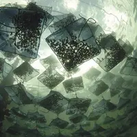 Élevage de naissains en suspension sous une table d'élevage.