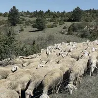 La monotraite est pratiquée par de nombreux éleveurs hors AOP Roquefort (notamment producteurs fermiers). Elle reste cependant, interdite par le cahie