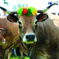 Dimanche 28 mai, les visiteurs se sont pressés nombreux au col de Bonnecombe pour fêter la traditionnelle fête de la transhumance dans les formes.