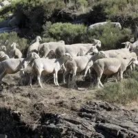 Après le succès du séminaire qui s’est tenu à Ax-les-Thermes début octobre, sur le thème de l’agropastoralisme et de sa place dans la future Pac, expl