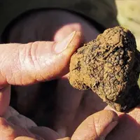 En pleine renaissance depuis un demi-siècle, la trufficulture française se heurte au dérèglement climatique et particulièrement aux sécheresses.