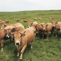La commission de l'Environnement a finalisé sa position sur l'utilisation des terres et la foresterie, le partage des efforts ainsi que le mécanisme d