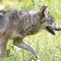 Le groupe national loup qui s’est tenu à Lyon ce 8 juin confirme les inquiétudes du CAF loup*.