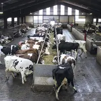 Le tapis d'alimentation, le choix des éleveurs du Gaec Buchon Delpuech.
