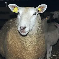 La gale entraîne une diminution de 17 à 28 % de la marge brute par brebis.