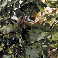 Le travail saisonnier est une véritable valeur ajoutée essentielle pour l'activité et l'attractivité de certaines filières agricoles.