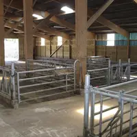 Luminaires et éclairage naturel dans un bâtiment d’élevage de ruminants.