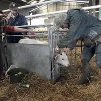 L’utilisation d’une cage de contention permet de maintenir facilement le veau.