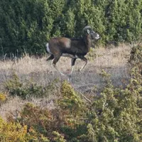  Si la chasse a été à nouveau autorisée à l’occasion du premier seuil de déconfinement le 26 novembre, la pratique reste strictement encadrée.
