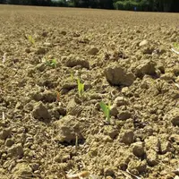 Une préparation de sol trop grossière pénalise fortement la mise en œuvre des désherbages mécaniques.