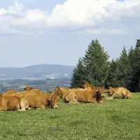 Des limousines au pré.