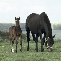Plus l’homme respecte les conditions de vie du cheval (vie sociale, extérieur, respect du lien mère-jeune, etc.), plus il sera facilement utilisable p