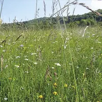 Face aux aléas climatiques de ces dernières années, la question de la sécurisation des systèmes fourragers se pose dans les exploitations d’élevage.