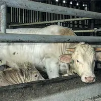 L'autonomie alimentaire est le meilleur moyen de limiter la dépendance de son élevage.