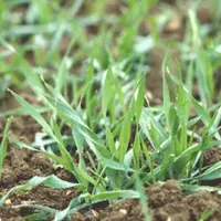 La résistance au froid du blé augmente jusqu'à un maximum atteint au stade du début du tallage.