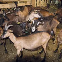 Les éleveurs caprins ont plutôt l’habitude de fabriquer du fromage type Pélardon. Après le confinement, leurs caves sont également pleines de tommes à