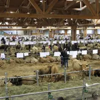 Samedi 18 et dimanche 19 septembre a eu lieu le concours départemental Aubrac à la halle d'Aumont-Aubrac.