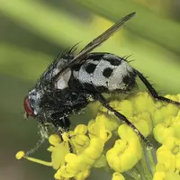 Wohlfahrtia magnifica.