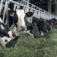 L'affouragement en vert a ses avantages et ses inconvénients. Un avantage : intégration quotidienne d'herbe fraîche dans la ration. Un inconvénient :