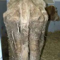Les bovins atteints de paratuberculose sont sans valeur bouchère.