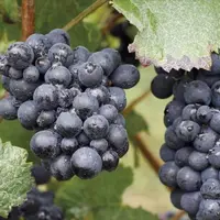 Les nouvelles technologies au service de l'agriculture ne cessent de se développer. Lors d'un webinaire organisé au printemps, Inno'vin a présenté les