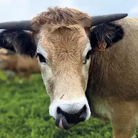 Dans le cadre du projet alimentaire de territoire (PAT) du Haut-Allier, la chambre d'agriculture de Lozère organise une chasse au trésor et un repas f