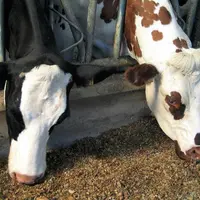Le chiffre d’affaires de Lactalis a progressé de 22 à 28,3 milliards d’euros l’an dernier. Mais les marges du numéro un mondial du lait sont en recul,