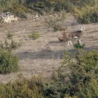 C'est un tracas supplémentaire sur les bords des gorges du Tarn. Le mouflon, réintroduit dans les années 70, est bien implanté dans deux noyaux près d