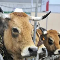 Les effectifs d’Aubrac sont passés de 56 000 vaches en 1979 à 230 000 aujourd’hui.