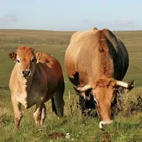 Bruno Le Maire a annoncé aux représentants de la filière bovine qu'il était prêt à travailler à un « plan de relance » d'ici cet été. Marc Fesneau sou