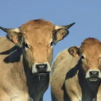 Dans le cadre des dispositions relatives à l’accès aux marchés convenues dans l’accord UE-Mercosur, la Commission européenne explique que pour la prem