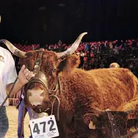La salers organisera son concours national au Sommet de l’élevage.
