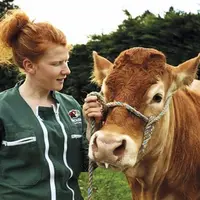 Cécile Lortholary deviendra agricultrice le 1er janvier prochain en système bovin viande et pommes. Elle nous livre ses impressions sur le parcours à