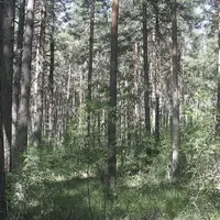 Chaque année la forêt lozérienne produit un million de mètre cube de bois, dont la moitié seulement est récoltée.