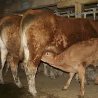 Mathieu est agriculteur, à Uzerche, pour lui, « il faut montrer ce qui va bien et dialoguer avec le consommateur ».