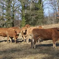 Du 21 au 24 octobre, les journées limousines Or rouge ont animé le centre de Limoges entre concours de taureaux et de vaches de boucherie, vente aux e