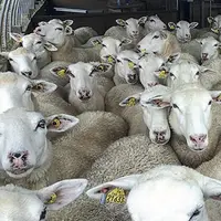 Une ration adaptée pour ne pas laisser maigrir des brebis en milieu de gestation.