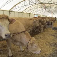 En 2020, la foire de Langogne a dû être annulée quelques jours avant sa tenue, pour cause de crise sanitaire mondiale et de confinement. En 2021, les